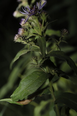 Canadanthus modestus