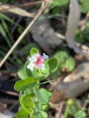 Pimelea spicata