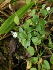 Trigonotis peduncularis