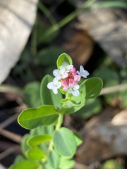 Pimelea spicata