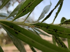 Zelus renardii