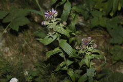 Canadanthus modestus