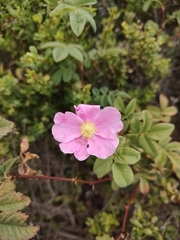 Rosa californica