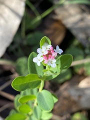 Pimelea spicata