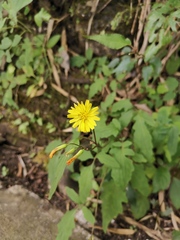 Youngia japonica