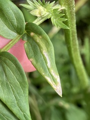 Polemonium occidentale