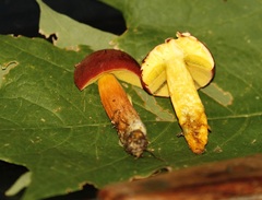 Hortiboletus campestris