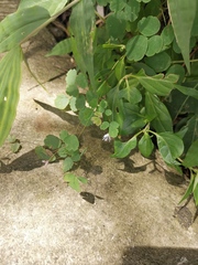 Thalictrum fortunei