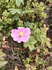 Rosa californica