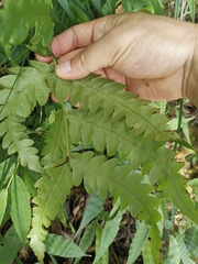 Woodwardia japonica