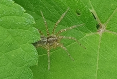 Allagelena gracilens