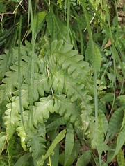 Woodwardia japonica