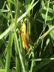 Mecostethus parapleurus