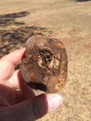 Andricus quercuscalifornicus