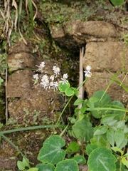 Thalictrum ichangense