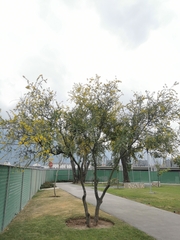 Parkinsonia