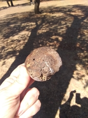 Andricus quercuscalifornicus