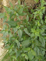 Capsicum annuum