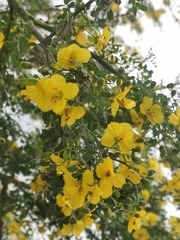 Parkinsonia