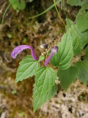 Scutellaria indica