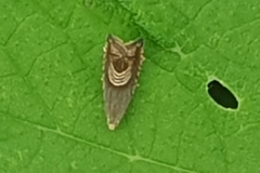 Grapholita delineana