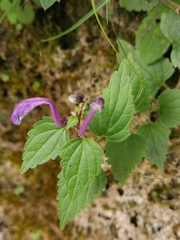 Scutellaria indica