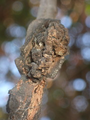 Andricus chrysolepidicola