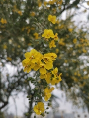 Parkinsonia
