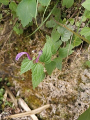 Scutellaria indica