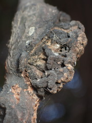 Andricus chrysolepidicola