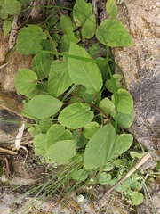 Actinidia