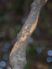 Andricus chrysolepidicola