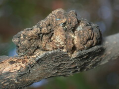 Andricus chrysolepidicola