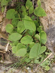 Actinidia