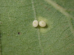 Neuroterus saltatorius