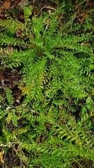 Polemonium pulcherrimum