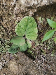 Primulina fimbrisepala