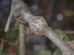 Andricus chrysolepidicola