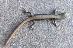 Elgaria multicarinata