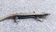 Elgaria multicarinata