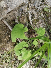Viola collina