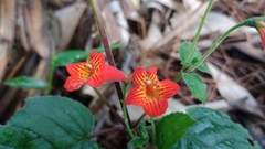 Achimenes pedunculata