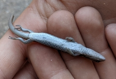 Elgaria multicarinata