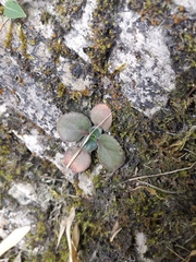 Primulina fimbrisepala