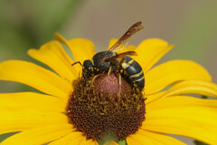 Euodynerus hidalgo