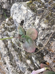 Primulina fimbrisepala