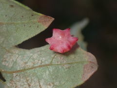 Cynips douglasii