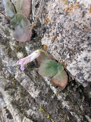 Primulina fimbrisepala