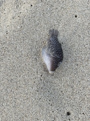 Canthigaster jactator