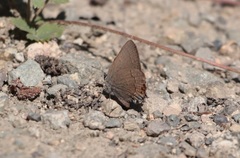 Satyrium saepium